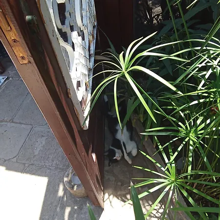 Guest house Cunda Zehra Teyzenin Evi Ayvalik